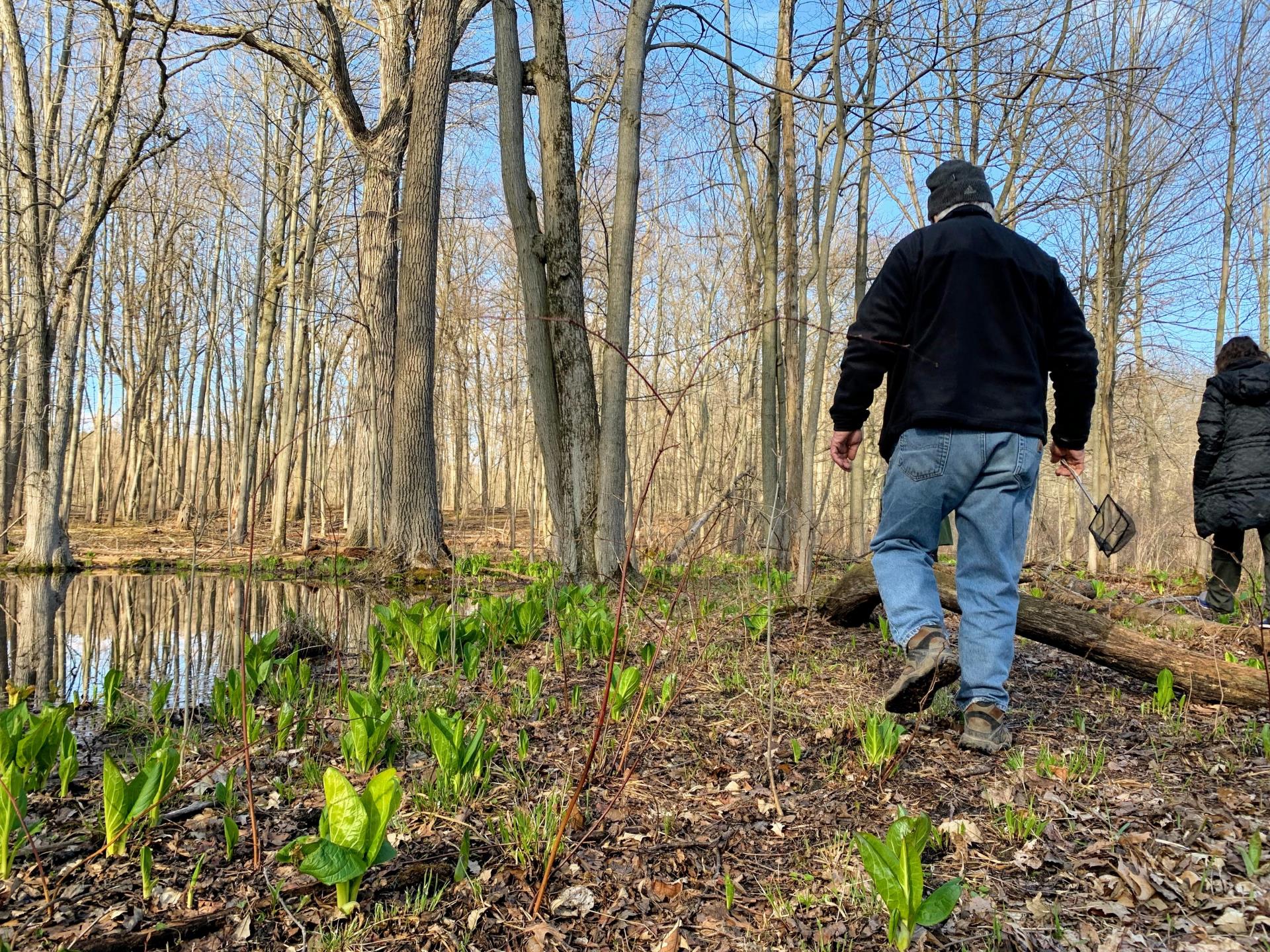 Volunteer surveys a vernal pool