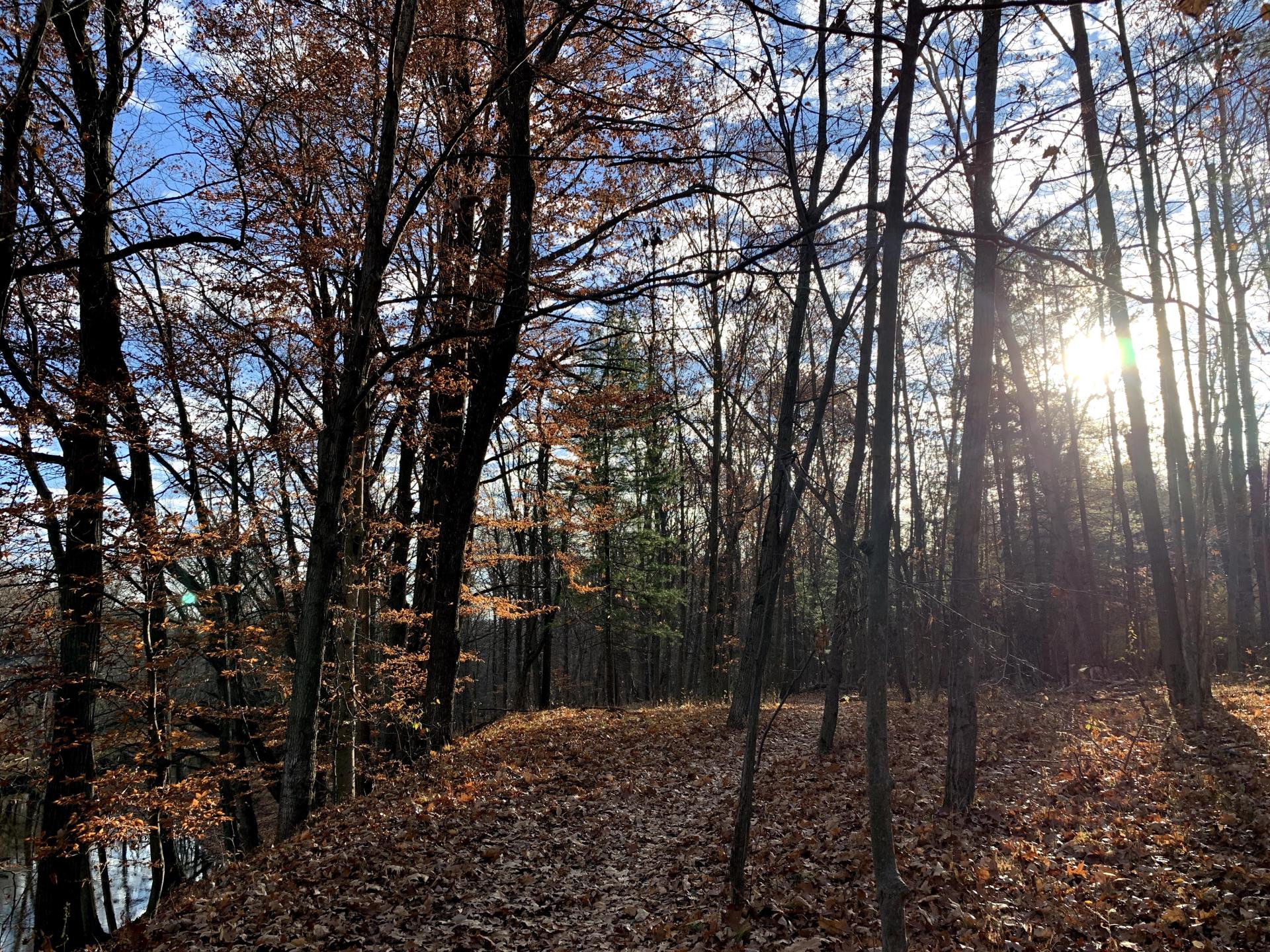 sunrise at red cedar glen