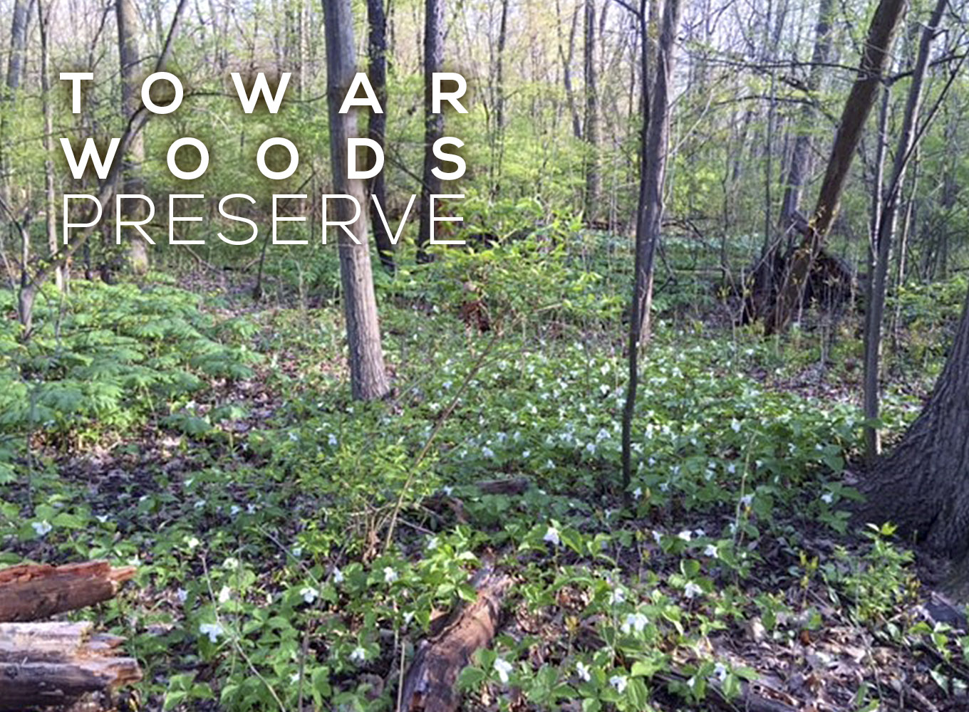 Towar Woods Preserve