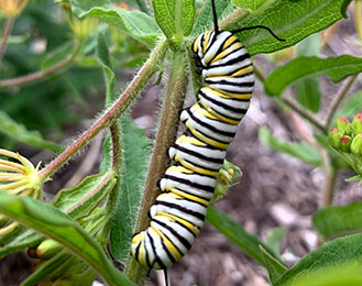 Caterpillar on leaf