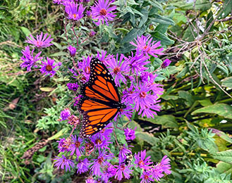 purple flowers and butterfly