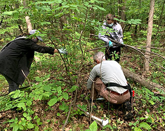 Volunteers Cutting Down Tree Limbs
